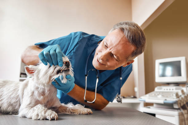 Best Urgent Dental Care  in Berly, MO